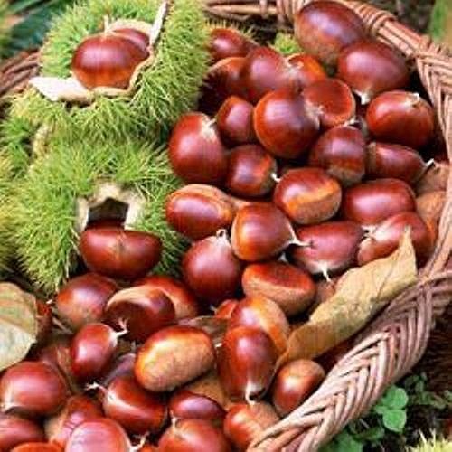 Các nghiên cứu đã chứng minh hạt dẻ có tác dụng trong việc bảo vệ tim mạch. Loại axit béo thuộc họ Omega-3 trong hạt dẻ có tác dụng giúp kháng viêm và bảo vệ tim. 