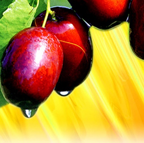 Ngoài việc cung cấp cho cơ thể lượng Vitamin và khoáng chất quan trọng, quả chà là còn chứa lượng chất xơ cao. Cơ thể cần chất xơ để giúp loại bỏ những độc tố ra ngoài, giảm nguy cơ rối loạn tiêu hóa, giảm nguy cơ ung thư ruột kết. 