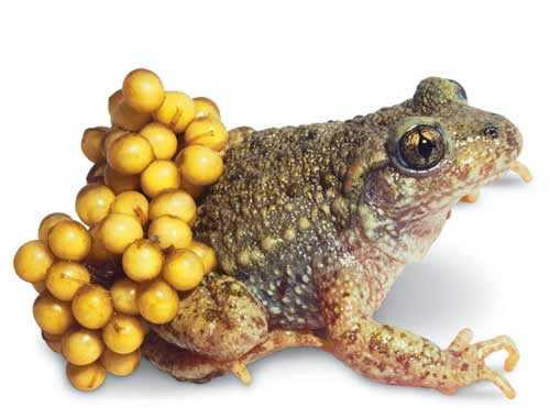 ngộ độc, thịt cóc, tử vong