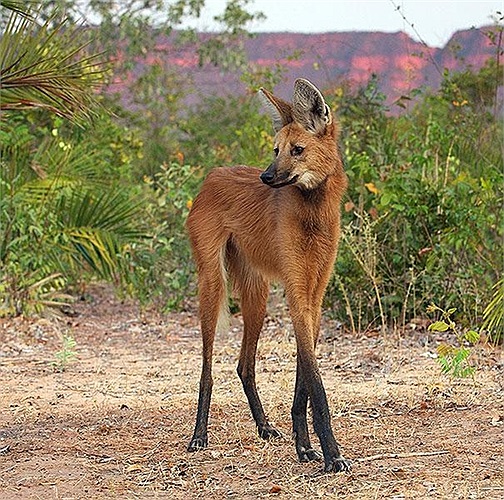 Sói bờm có đôi chân cao như đi cà kheo và là loài động vật họ Chó lớn nhất ở Nam Mỹ