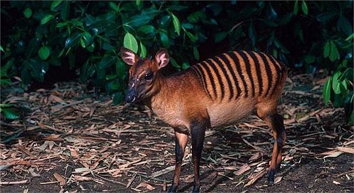 Linh dương hoẵng ngựa vằn được tìm thấy ở Bờ Biển Ngà, Guinea, Sierra Leone và Liberia. Chúng có bộ lông vàng hoặc nâu đỏ đặc biệt sọc như ngựa vằn, vệt đen trên đôi chân trên và khuôn mặt màu nâu đỏ