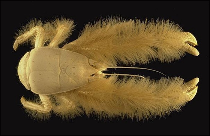 Cua Yeti (cua có lông) có chiều dài khoảng 15 cm, điểm đặc biệt của loài cua này là chúng có một lớp lông màu vàng phủ kín hai càng và cả các chân của nó