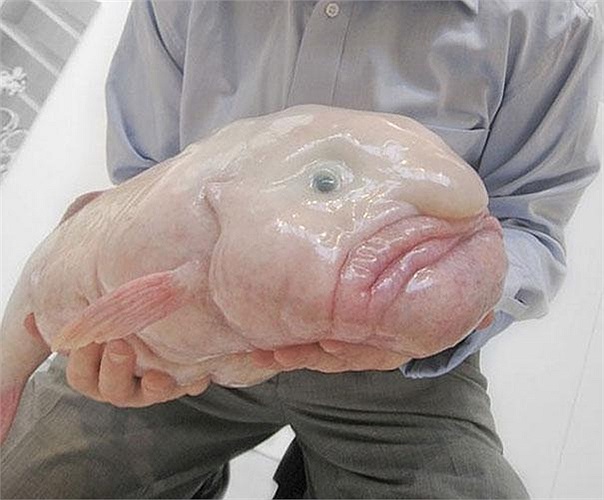 Loài cá Blobfish xấu xí mang khuôn mặt buồn rầu này có tên là blobfish đang có nguy cơ tuyệt chủng do chúng sinh sống cùng độ sâu với tôm hùm và thường bị đánh bắt nhầm