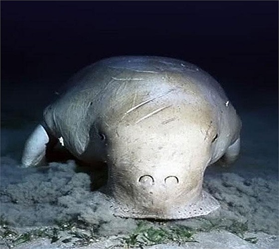 Bò biển Dugong hay còn gọi cá nàng tiên là một động vật ở vùng cận duyên biển nhiệt đới. Chúng từng bị các thủy thủ phương Tây nhìn nhầm và sinh ra truyền thuyết nàng tiên cá
