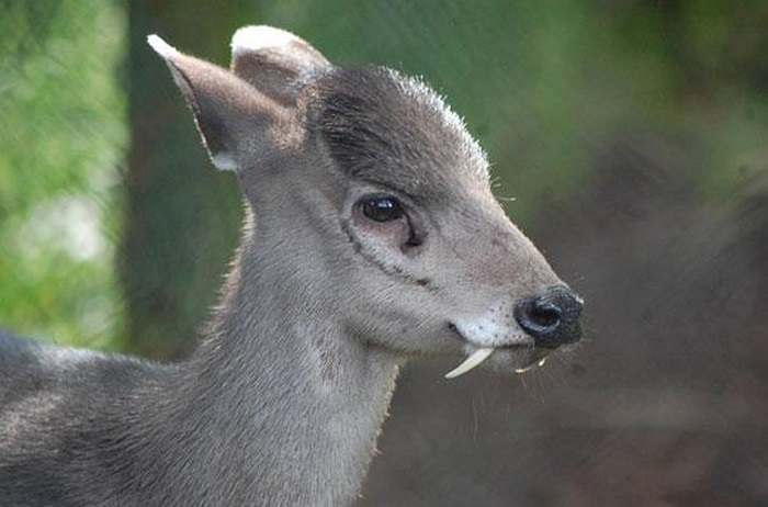Nai ma cà rồng có chiếc răng nanh mọc xuyên qua hàm dưới, tác dụng giống như một vũ khí khi chúng giao tranh chiến đấu với kẻ thù