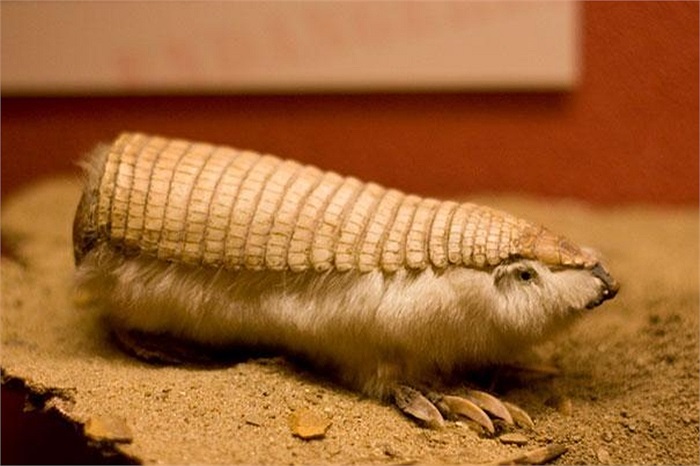 Tê tê Pink Fairy Armadillo có lớp vảy cứng hoàn toàn tách biệt với cơ thể, khác hẳn với so với loài rùa.