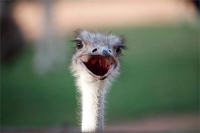 Chú đà điểu ở sở thú Al Bustan ở Sharjah, các tiểu vương quốc ả rập thống nhất