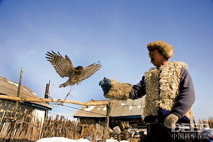 Mùa thu, người dân bắt đầu đi săn chim ưng, rồi đến mùa xuân năm sau họ lại thả chúng tự do để chúng tái sinh sản. Người nuôi chim tập cho chim ưng thói quen ăn uống