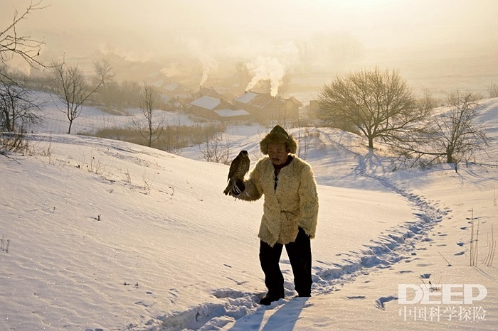 Hàng ngày, người nuôi chim cùng những chú chim ưng đi bộ
