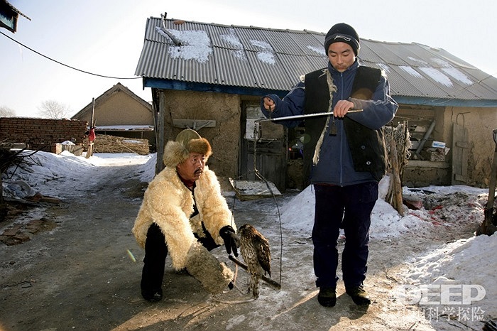 Người nuôi chim huấn luyện chim ưng đứng thăng bằng trên những cây sào