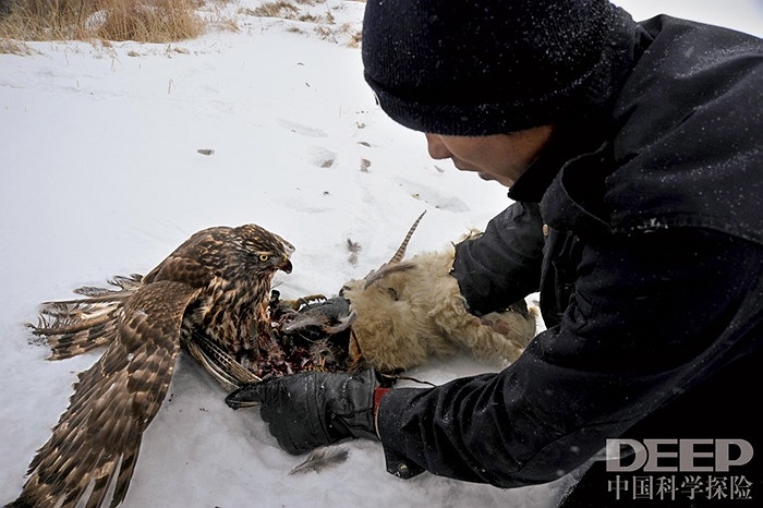Khi săn được mồi, những chú chim ưng chỉ được phép ăn phần ruột bên trong con mồi