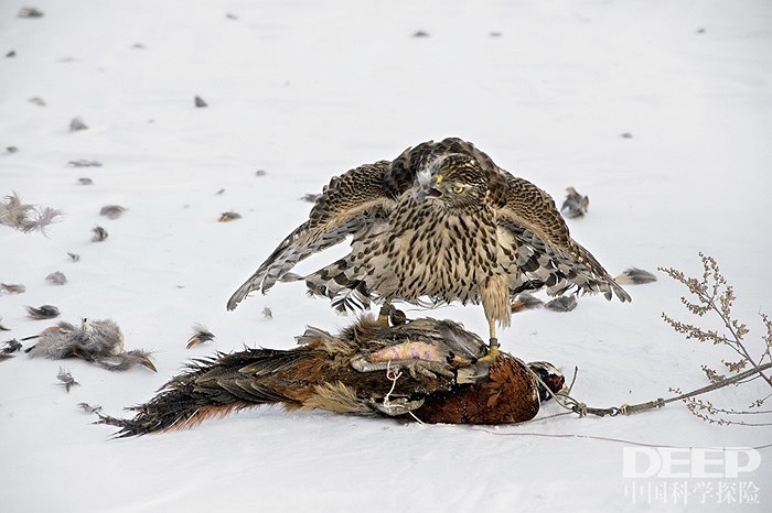 Người nuôi chim dạy chim ưng cách săn mồi ở vùng nũi Trường Bạch