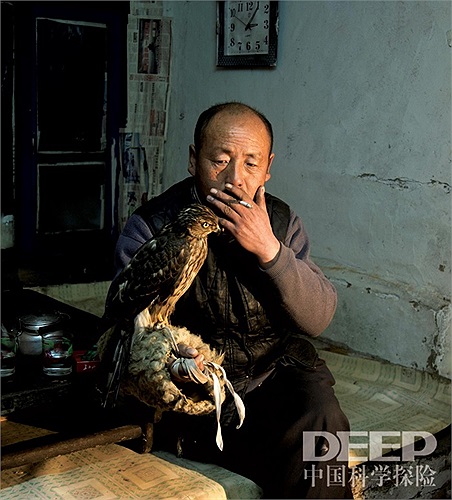 Mỗi tối trước khi đi ngủ, những nguôi nuôi chim lại huấn luyện cho chim ưng thói quen ngủ thăng bằng trên cây sào