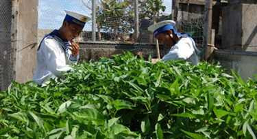 tăng gia sản xuất, trồng rau, bộ đội, trường sa