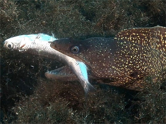 Lươn biển thường ẩn mình trong các rặng san hô để rình bắt mồi, thức ăn yêu thích của chúng là cá