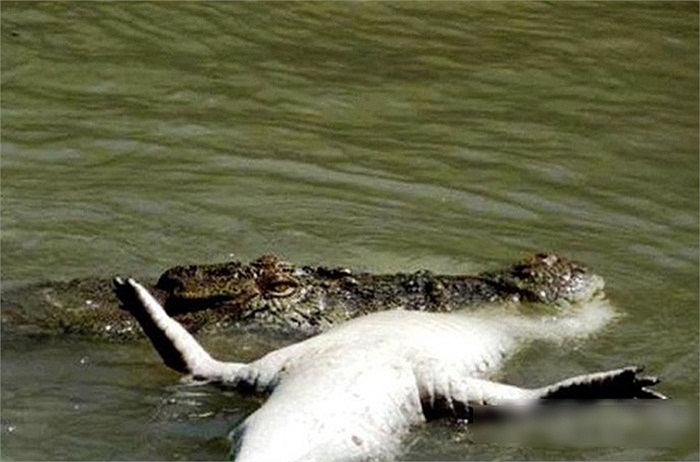 Cá sấu là một loài thích ăn thịt đồng loại để thoả mãn cơn đói khi không săn được mồi