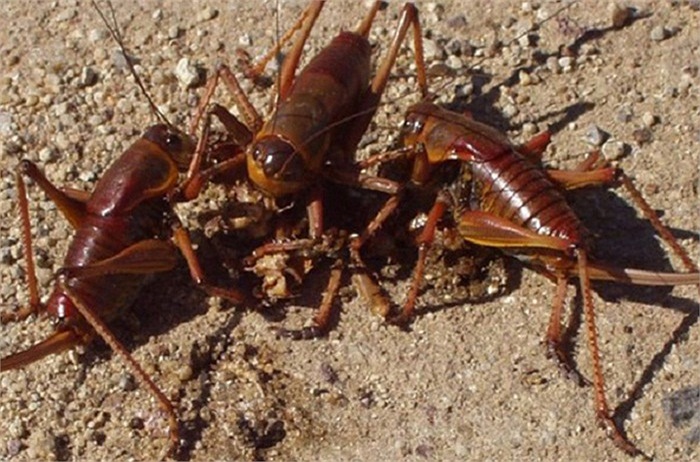 Loài muỗm Mormon có họ hàng gần với dế sống ở Bắc Mỹ cũng là loài có sở thích ăn thịt đồng loại