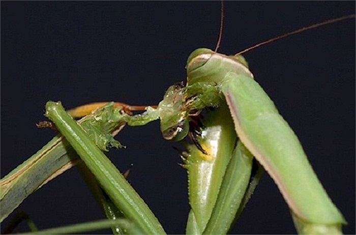 Bọ ngựa cái nổi tiếng với hành động cắn đứt đầu bọ ngựa đực khi đang giao phối và ăn thịt bạn tình