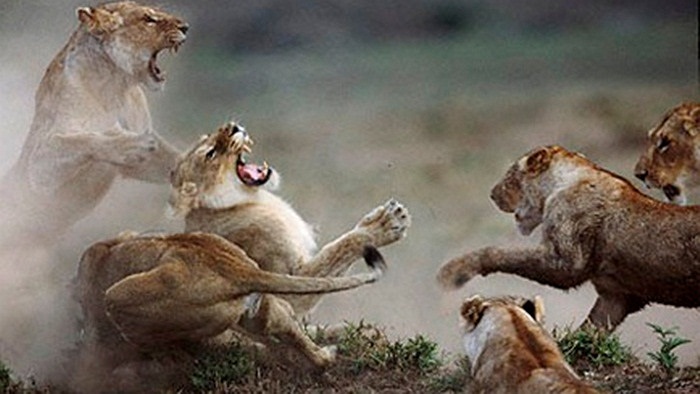 Đàn sư tử cái lao vào cắn xé, ăn thịt lẫn nhau