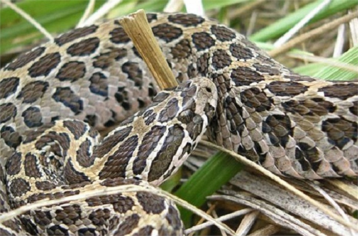 Rắn đuôi chuông thường nổi danh là loài chuyên ăn thịt đồng loại. Sau khi sinh, rắn chuông cái sẽ ăn thịt những con non yếu ớt, không có khả năng sống tự lập