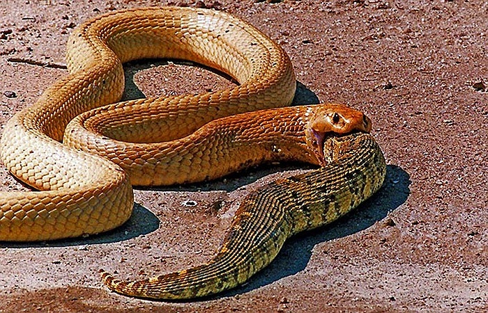 Rắn hổ mang đang xơi tái đồng loại của mình