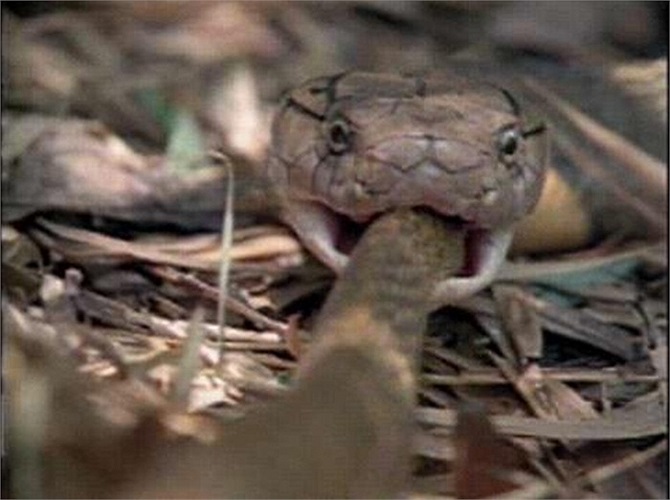 Rắn hổ mang chúa nuốt chửng rắn Boomslang, loài rắn độc châu Phi nổi tiếng