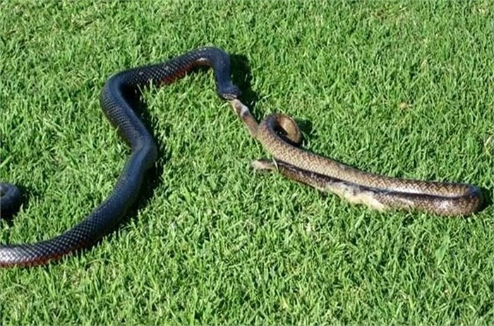 Một chú rắn đen ăn thit, tàn sát đồng loại của mình