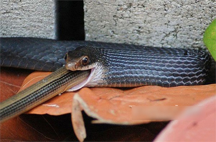 Rắn là loài động vật ăn thịt đồng loại nhiều nhất trong tự nhiên