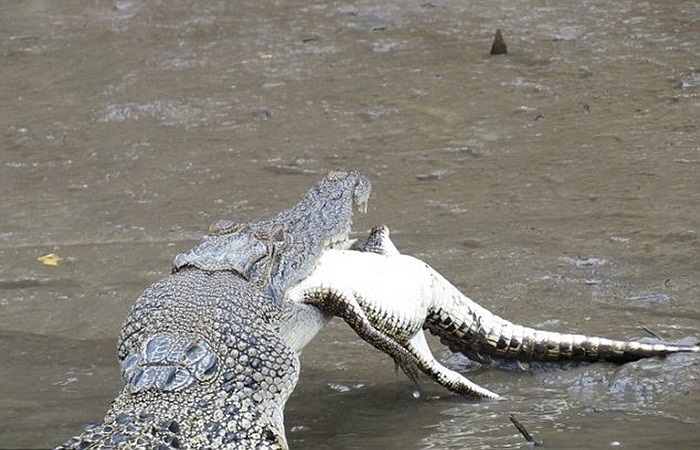 Một con cá sấu khổng lồ không ngại ngần ngoạm đầu 'người bạn nhỏ bé' của mình