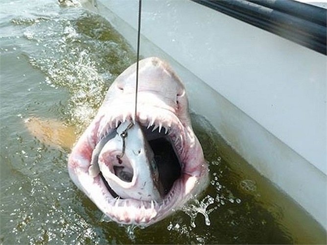 Chú cá mập hổ nuốt trọn chú cá mập voi mắc câu