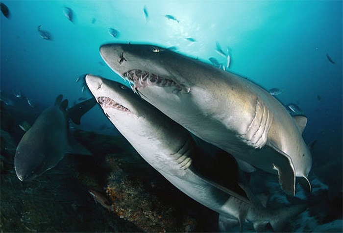 Cá mập con sẽ lần lượt ăn thịt hết các anh chị em của nó từ khi còn là phôi thai trong bụng mẹ, do vậy chỉ có 1-2 con cá mập con khoẻ mạnh nhất được sinh ra