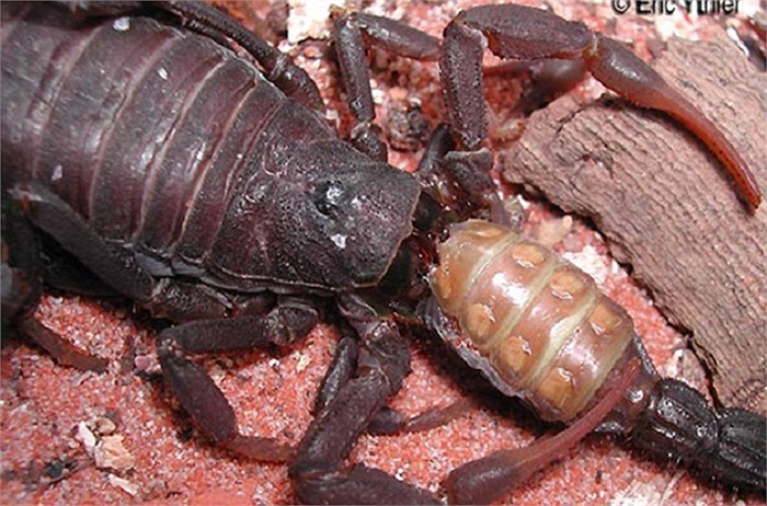 Khi gặp đồng loại, bọ cạp thường lao vào đánh nhau và sau đó con bọ cạp thua cuộc sẽ bị đồng loại của nó ăn thịt. Bọ cạp cũng là loài ăn thịt bạn tình sau khi giao phối