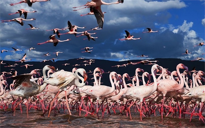 Đàn chim hồng hạc tạo nên một màu hồng tươi sáng ở hồ Bogoria, Kenya