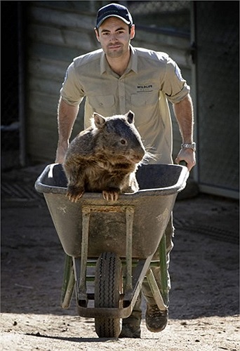 Paddy, chú gấu túi 27 tuổi bên cạnh người bạn Stuart Parker của mình