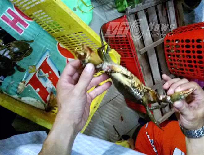 Tại vựa cua đường Tên Lửa (Q.Bình Tân), mặc dù cua sắp chết nhưng vẫn bán với giá 50.000 đồng - 60.000 đồng/kg. 