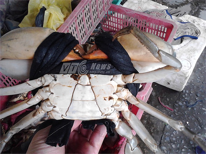 Bên cạnh cua giá rẻ, cũng có nhiều loại cua giá cao. Cua này có giá 150.000 đồng/con/1kg. 