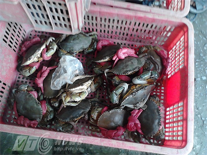 Cua biển có nhiều loại: cua gạch, cua thịt, cua nước. Trong đó, cua gạch và cua thịt ngon và rất bổ dưỡng hơn cả.