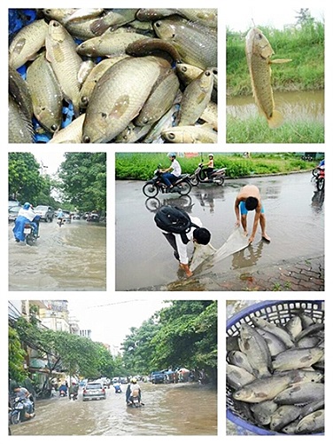 Không chỉ nhặt được biển số, nhiều người còn bắt được cá ở con kênh phía dưới tòa nhà Keangnam. Ảnh trên facebook của thành viên Huy Trung.