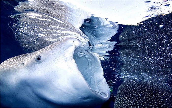 Chú cá mập voi hiền lành chỉ thích ăn cá đang há chiếc miệng khổng lồ đớp mồi