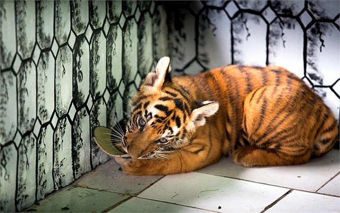 Chú hổ Bengal 2 tháng tuổi trong vườn thú ở Jakarta, Indonesia