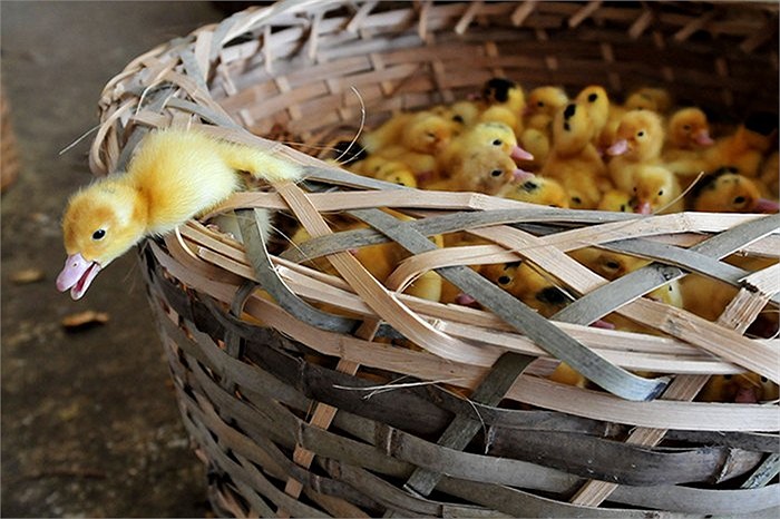 Những chú vịt con mới nở ở Chương Châu, Trung Quốc