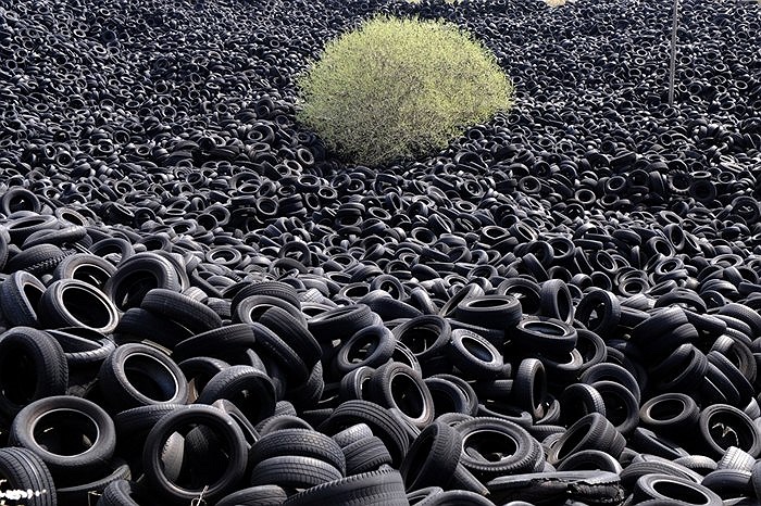 Đám cây bụi mọc xanh tốt giữa rừng lốp cao su đã qua sử dụng ở Lachapelle-Auzac, Pháp