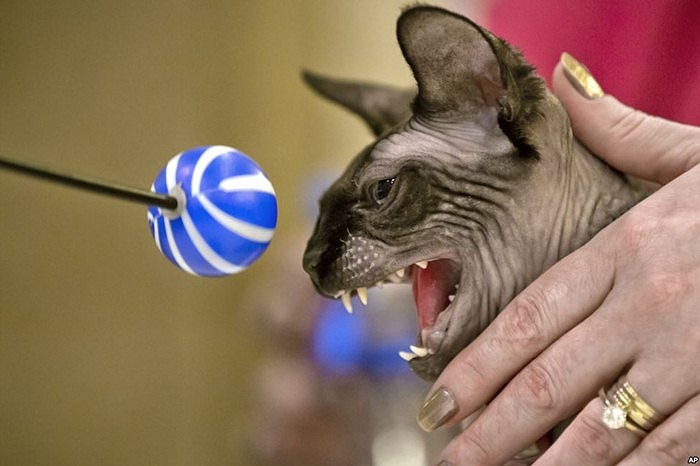 Chú mèo Canada trong một lần xuất hiện ở Bucharest, Romania