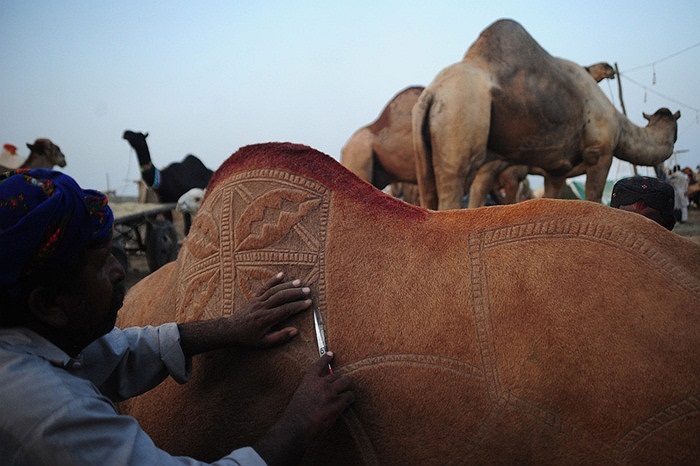 Lái buôn gia súc Pakistan trang trí lông lạc đà của mình tại một chợ bán động vật trước khi lễ hội Hồi giáo Eid al-Adha ở Karachi