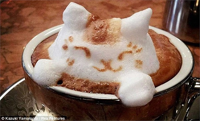 Mèo Shironeko mê ngủ ở Nhật Bản