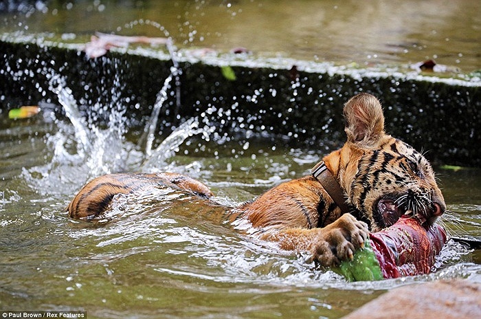 Một trong những chú hổ bé nhất tại Đền Tiger