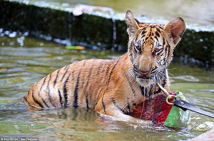 Đền Tiger tại Thái Lan được xây dựng vào năm 1994, nơi nuôi dưỡng những con hổ bị bỏ rơi từ nhỏ do hổ mẹ đã chết vì bị săn bắn 