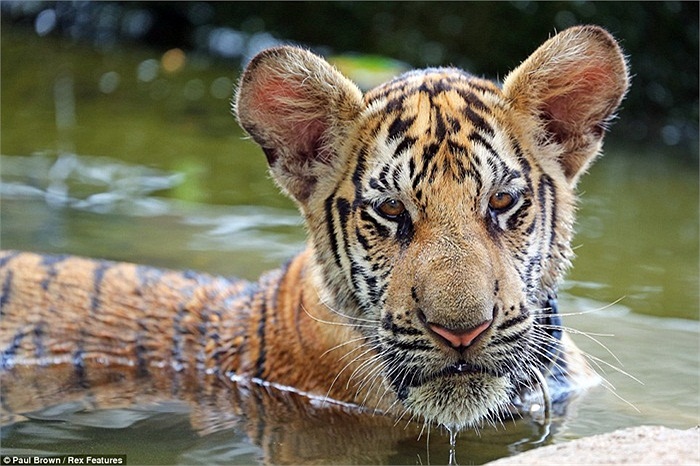 Nơi đây đã bác bỏ lối suy nghĩ rằng những động vật ăn thịt nguy hiểm không cần được chăm sóc và bảo vệ