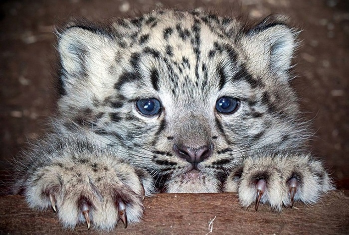 Chú báo tuyết đầu tiên được sinh ra ở vườn thú Dudley trong 12 năm qua