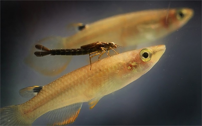 Ấu trùng chuồn chuồn kim bám vào lưng cá để tiết kiệm năng lượng